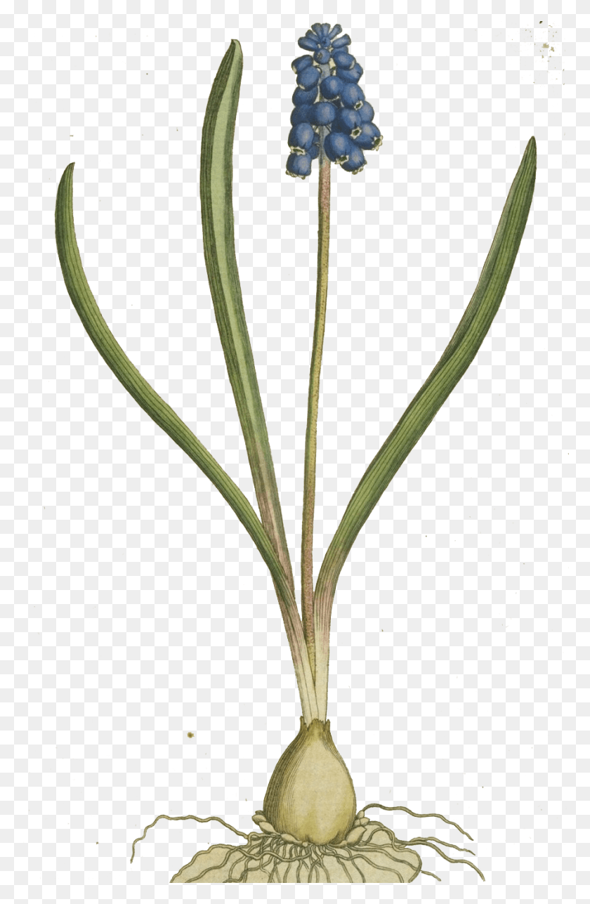 Декоративный лук шнитт-лук