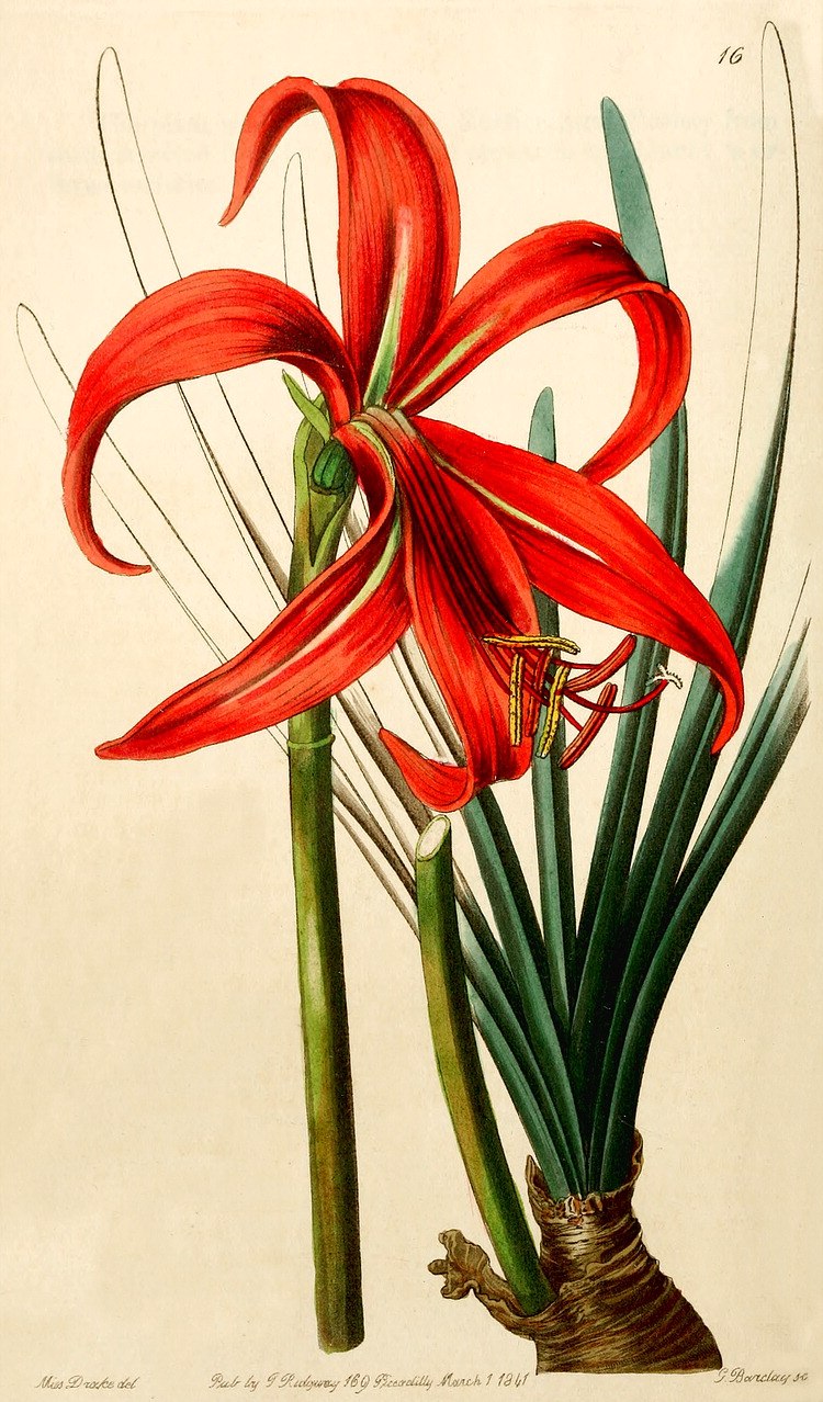 Rhodophiala splendens