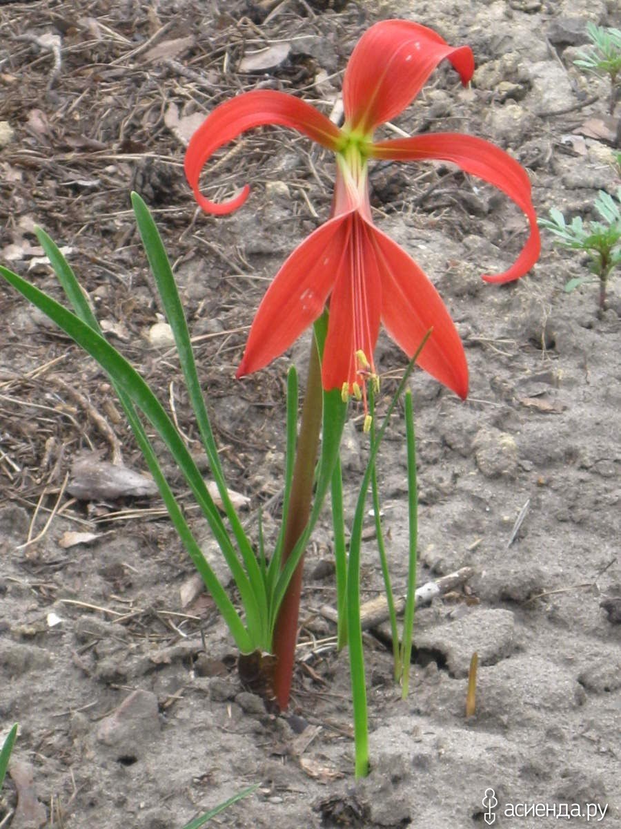 Нерине узколистная