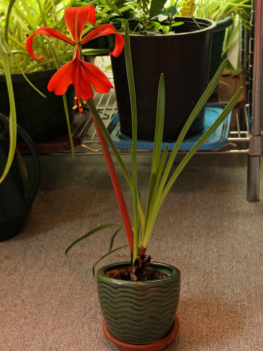 Amaryllis lutea