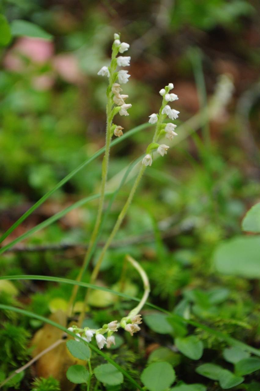 Орхидея Гудайера