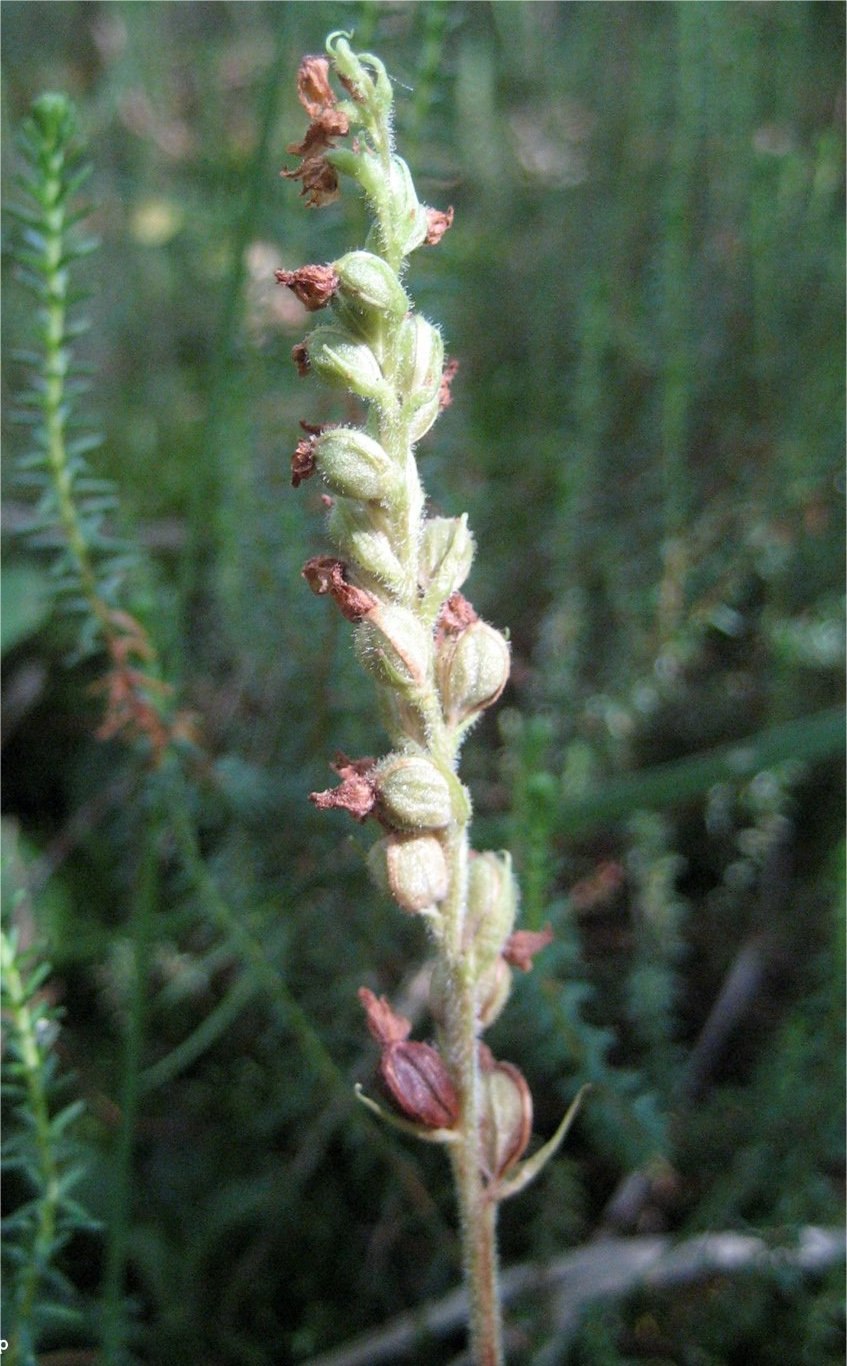 Goodyera hispida