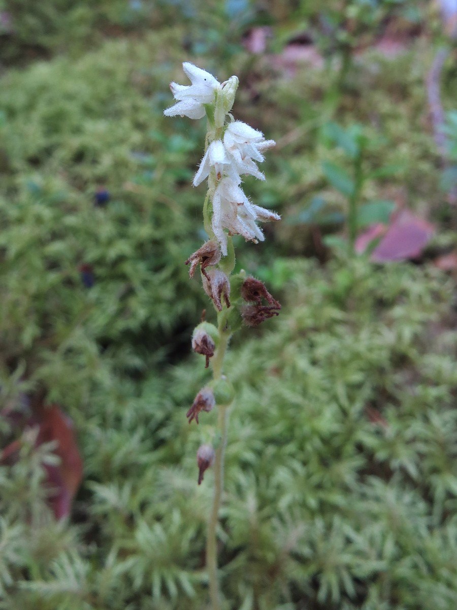 Гудайера ползучая