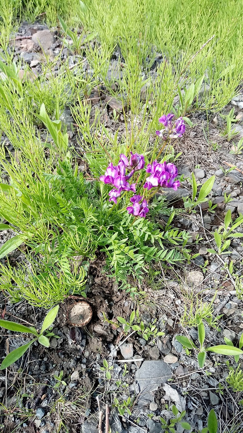 Остролодочник волосистый