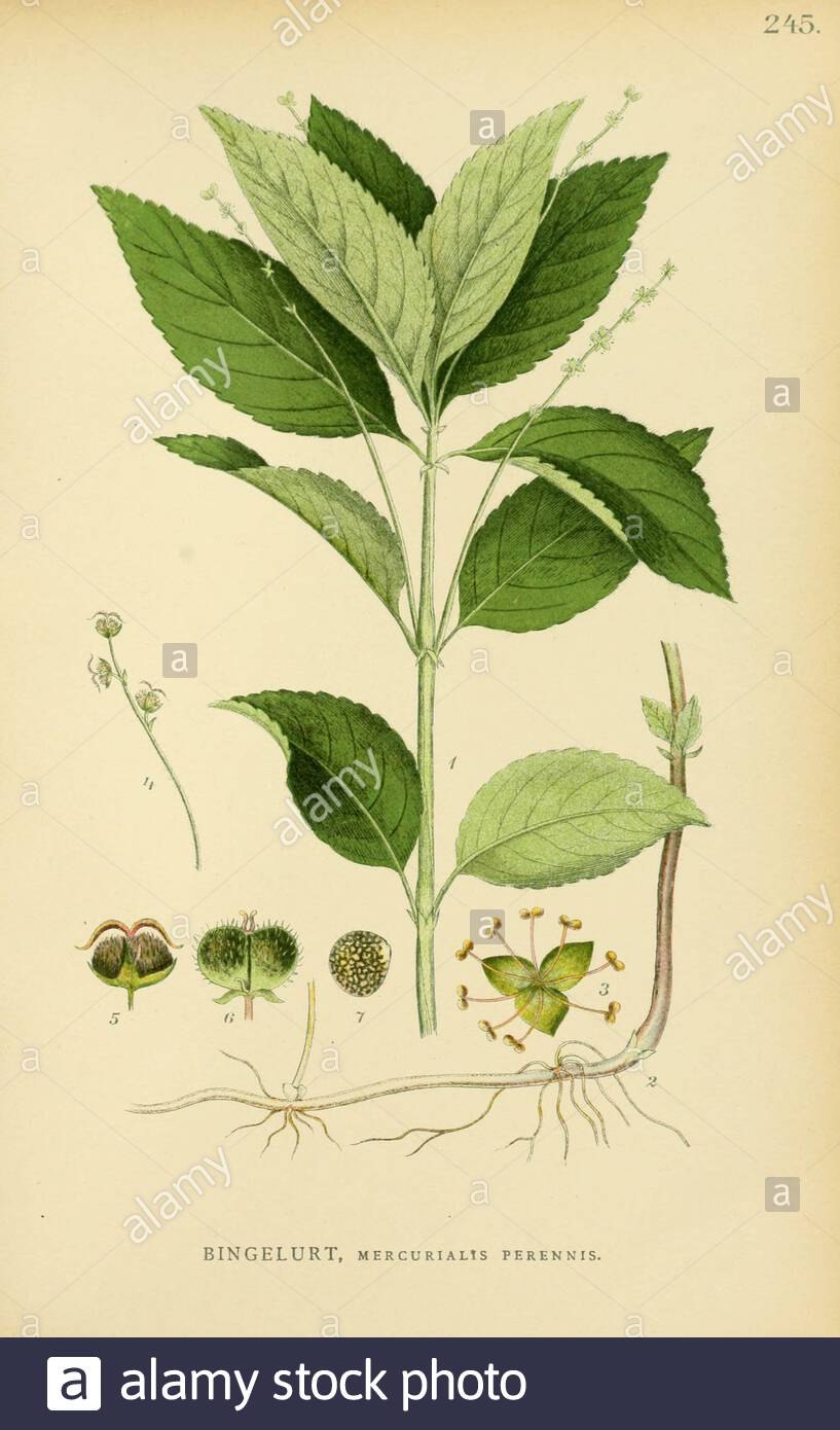 Пролеска однолетняя Mercurialis annua