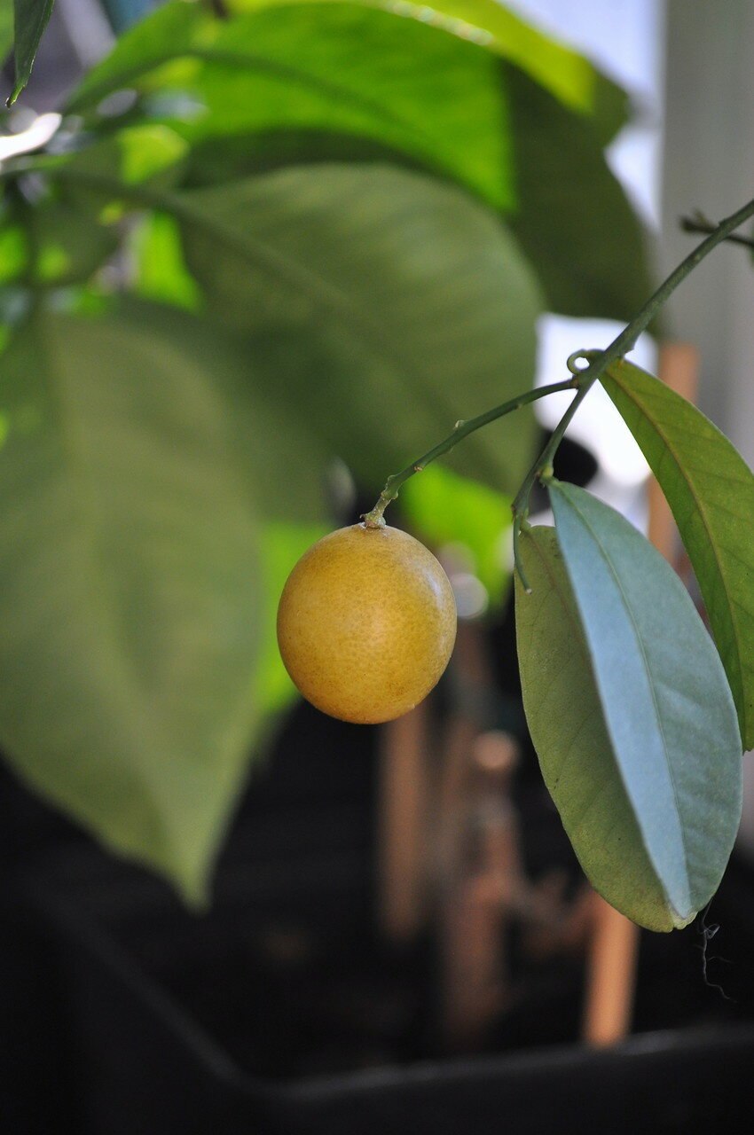 Цитрофортунелла Лаймкват