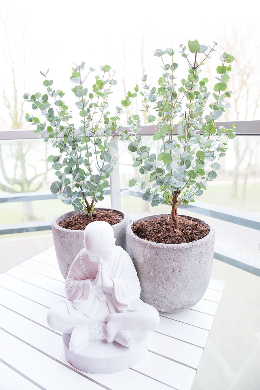 Эвкалипт Гунни Буш