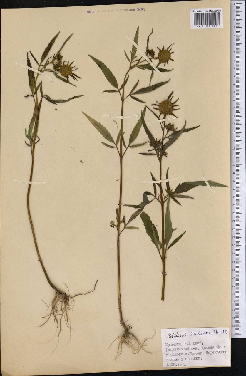 Bidens frondosa растение