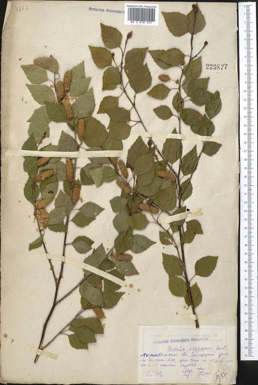 Танцующая береза Соловки