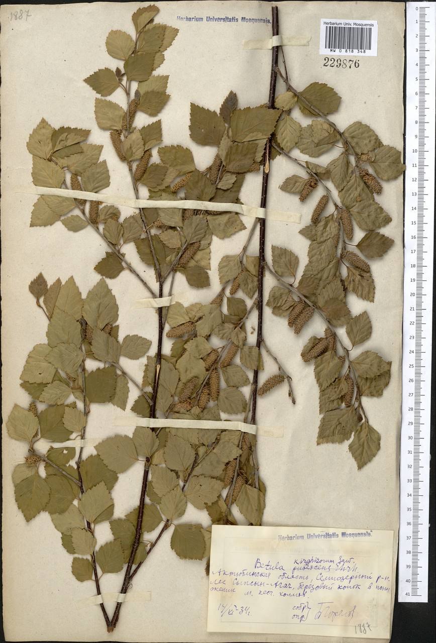 Желтая береза Северной Америки