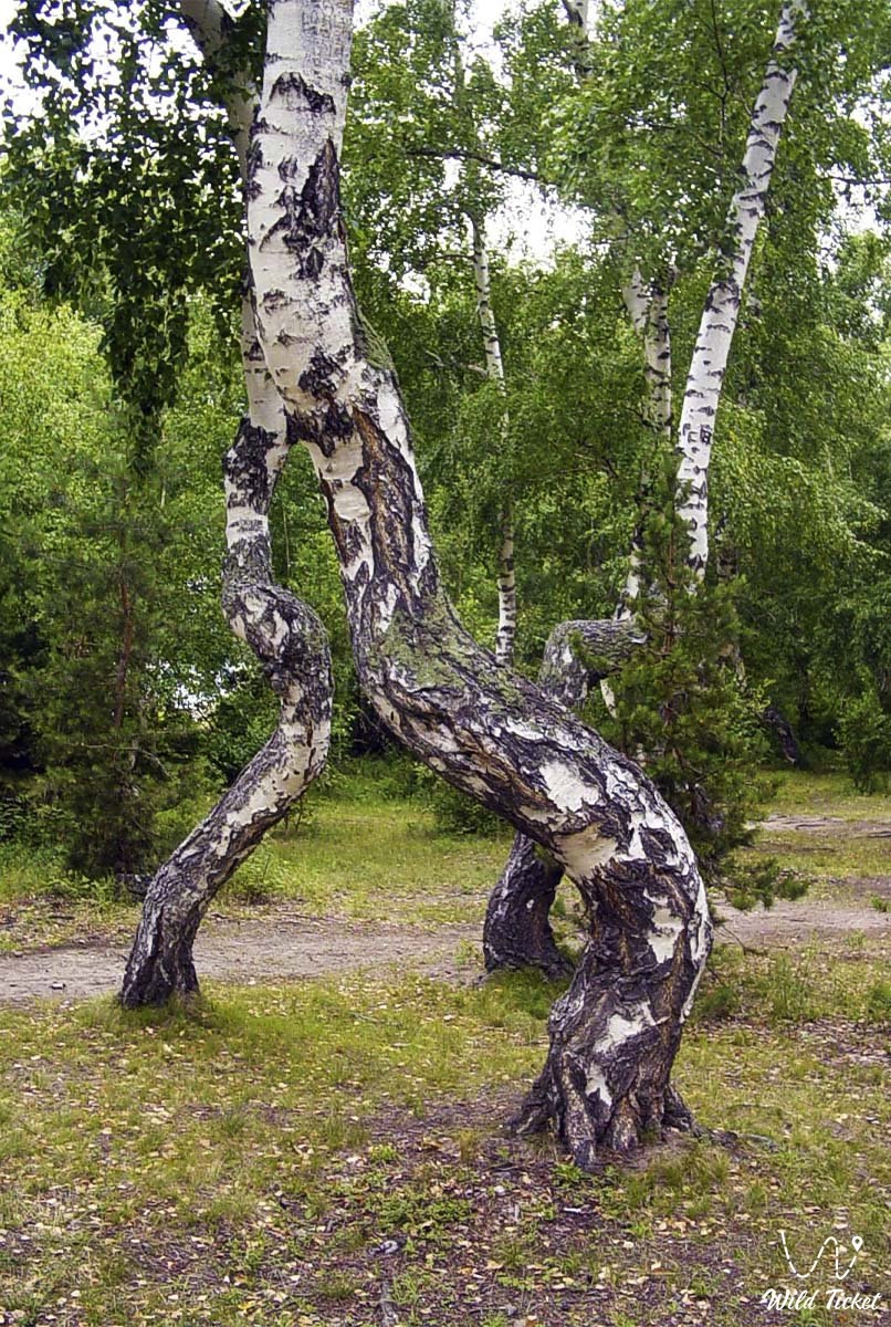 Turkiston qayini (Betula turkestanica Roth.)