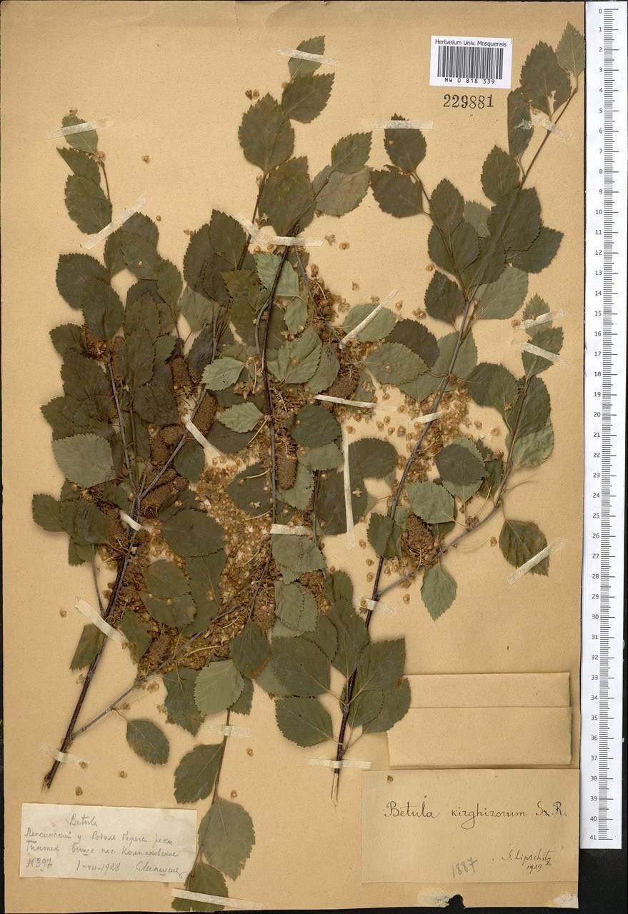 Сибирские леса Березняк