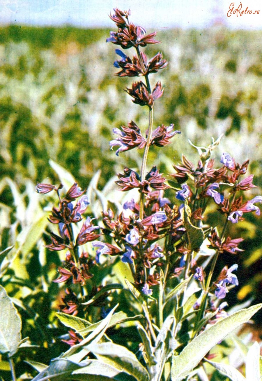 Шалфей Дубравный 'Schneehugel'