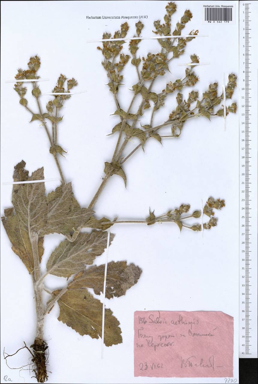 Salvia fruticosa Mill.