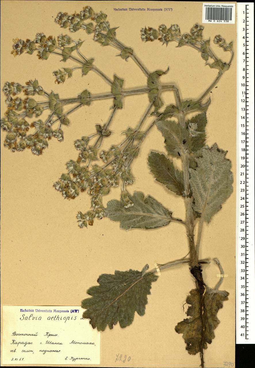 Шалфей Эфиопский микроскопия