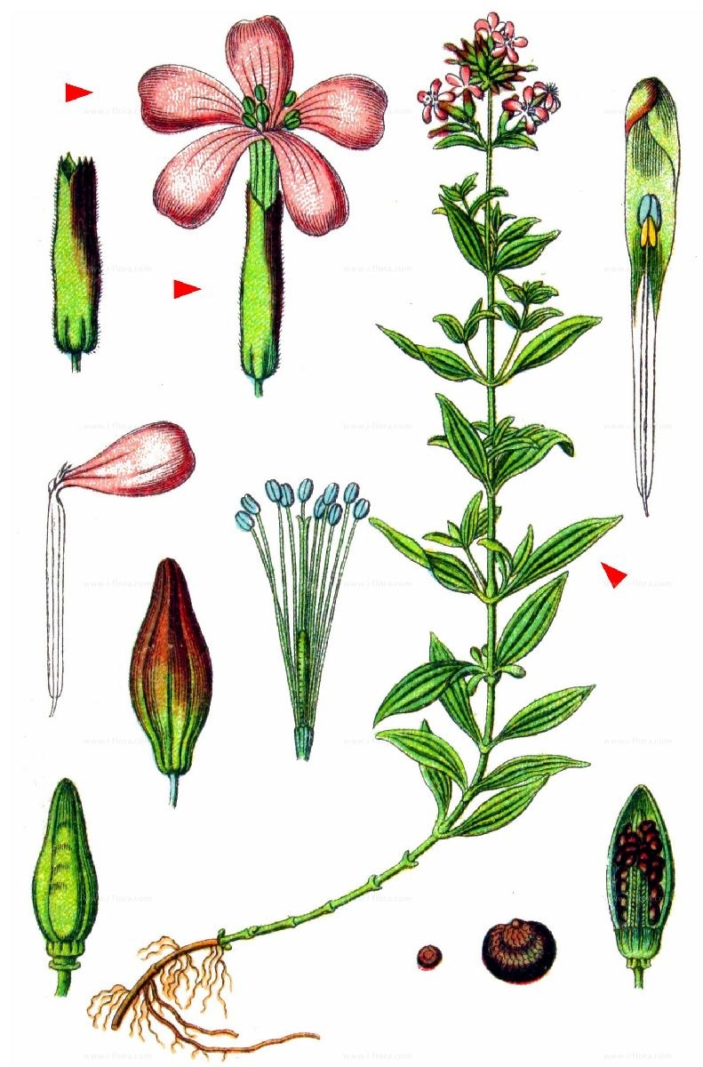 Helianthemum nummularium