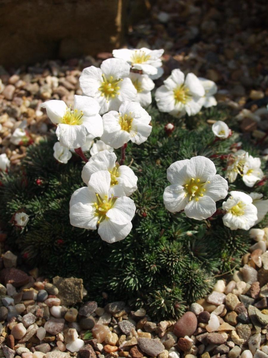 Камнеломка дернистая