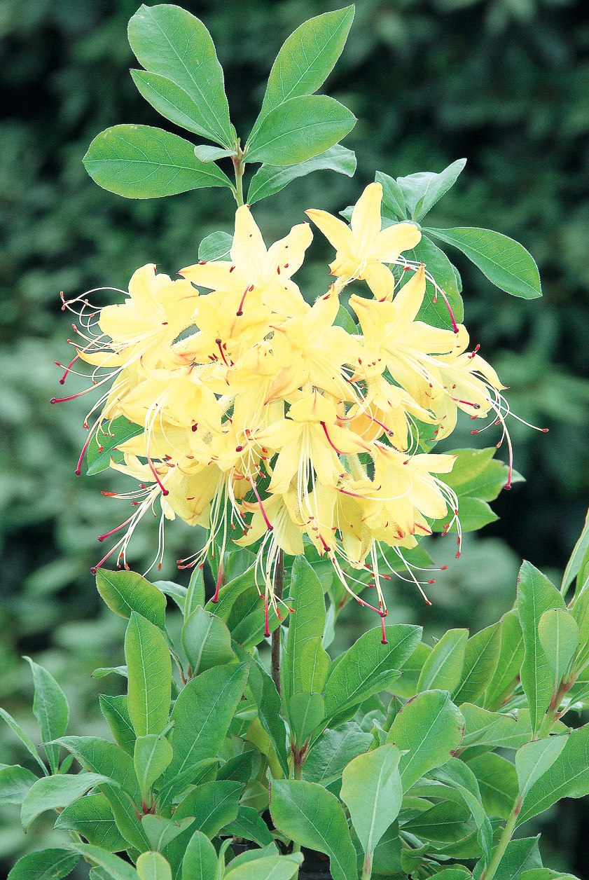 Рододендрон листопадный Джоли мадам