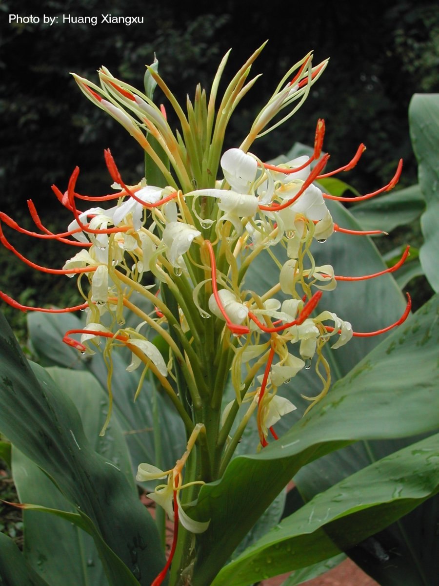 Hedychium coronarium