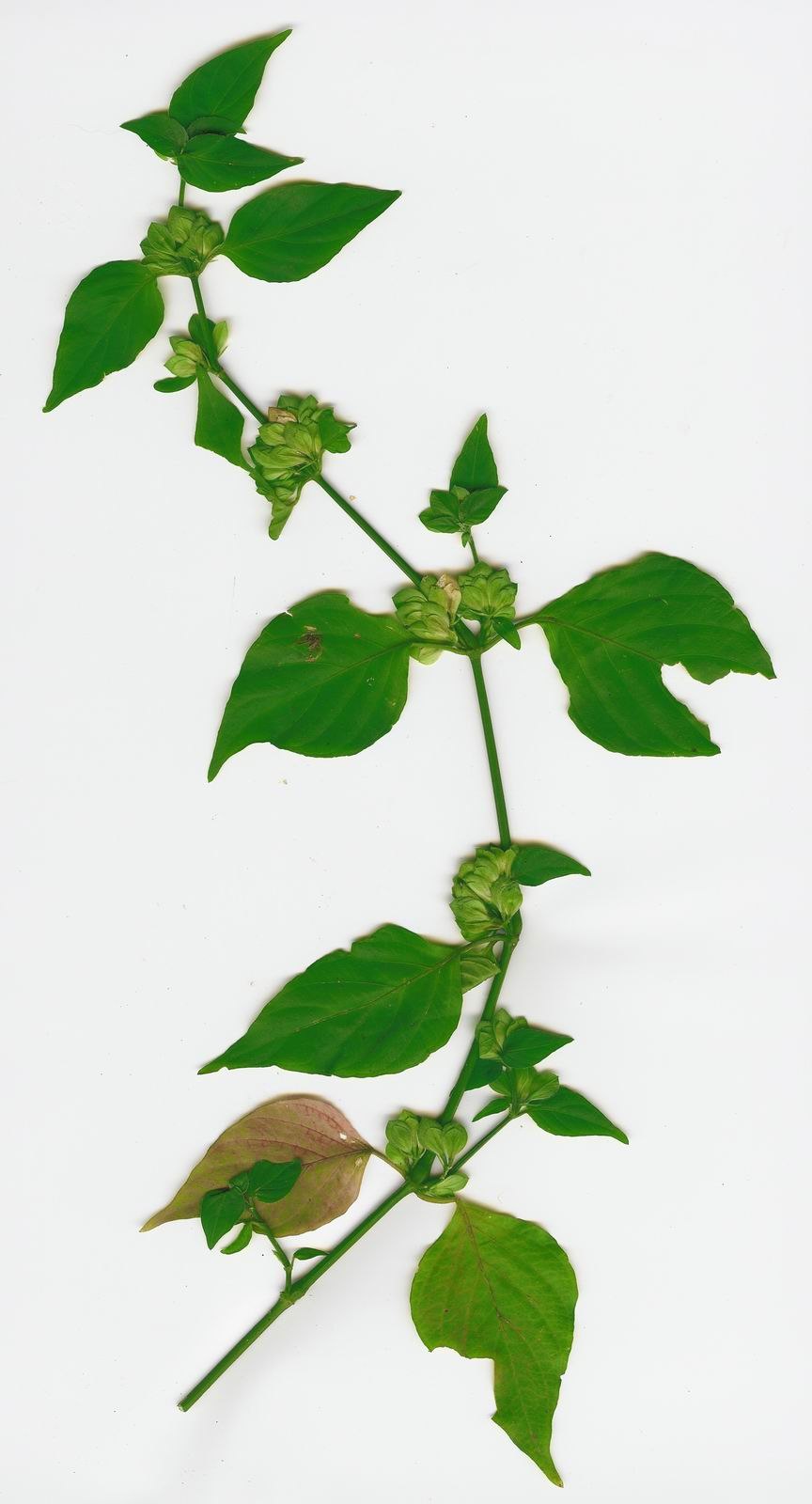 Бигнония кошачий коготь