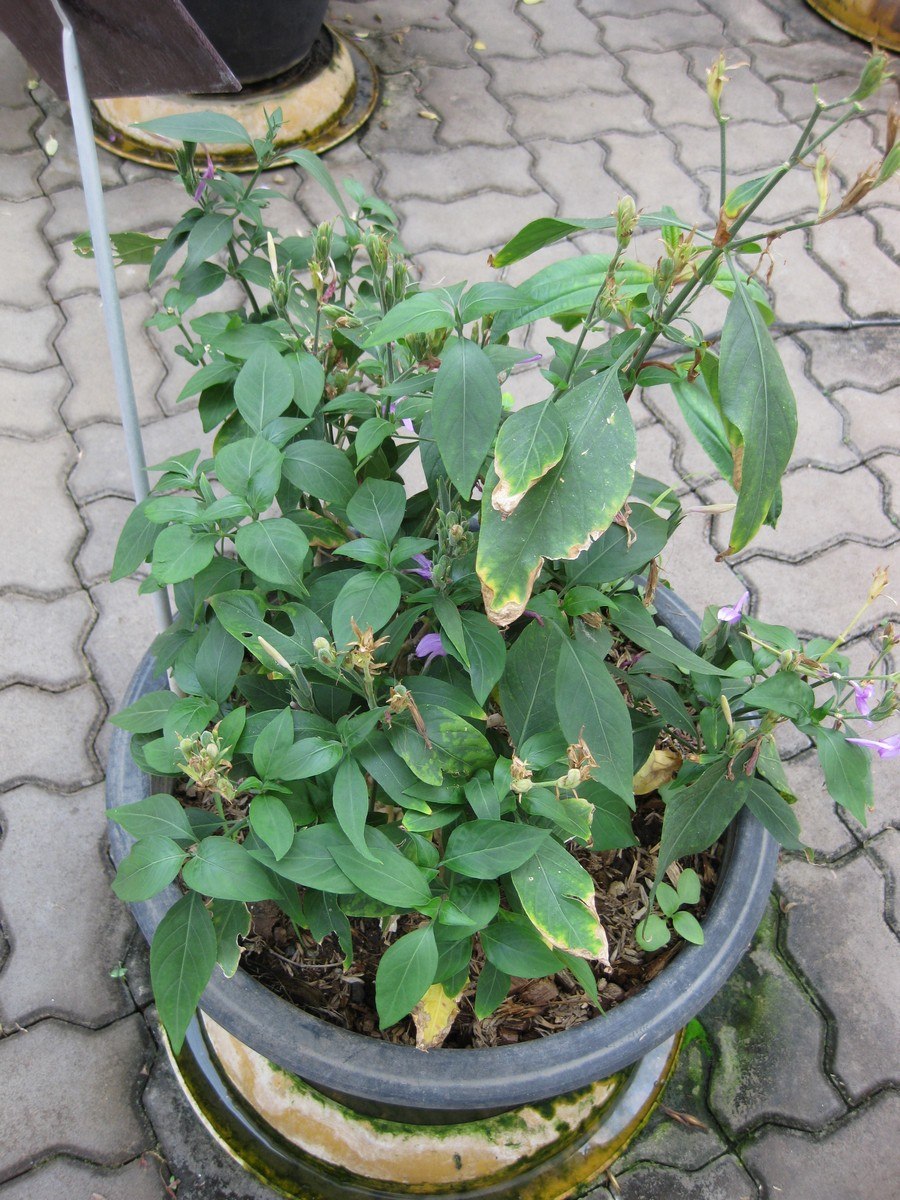 Цветок Anisacantus guadrifidus var wrightii