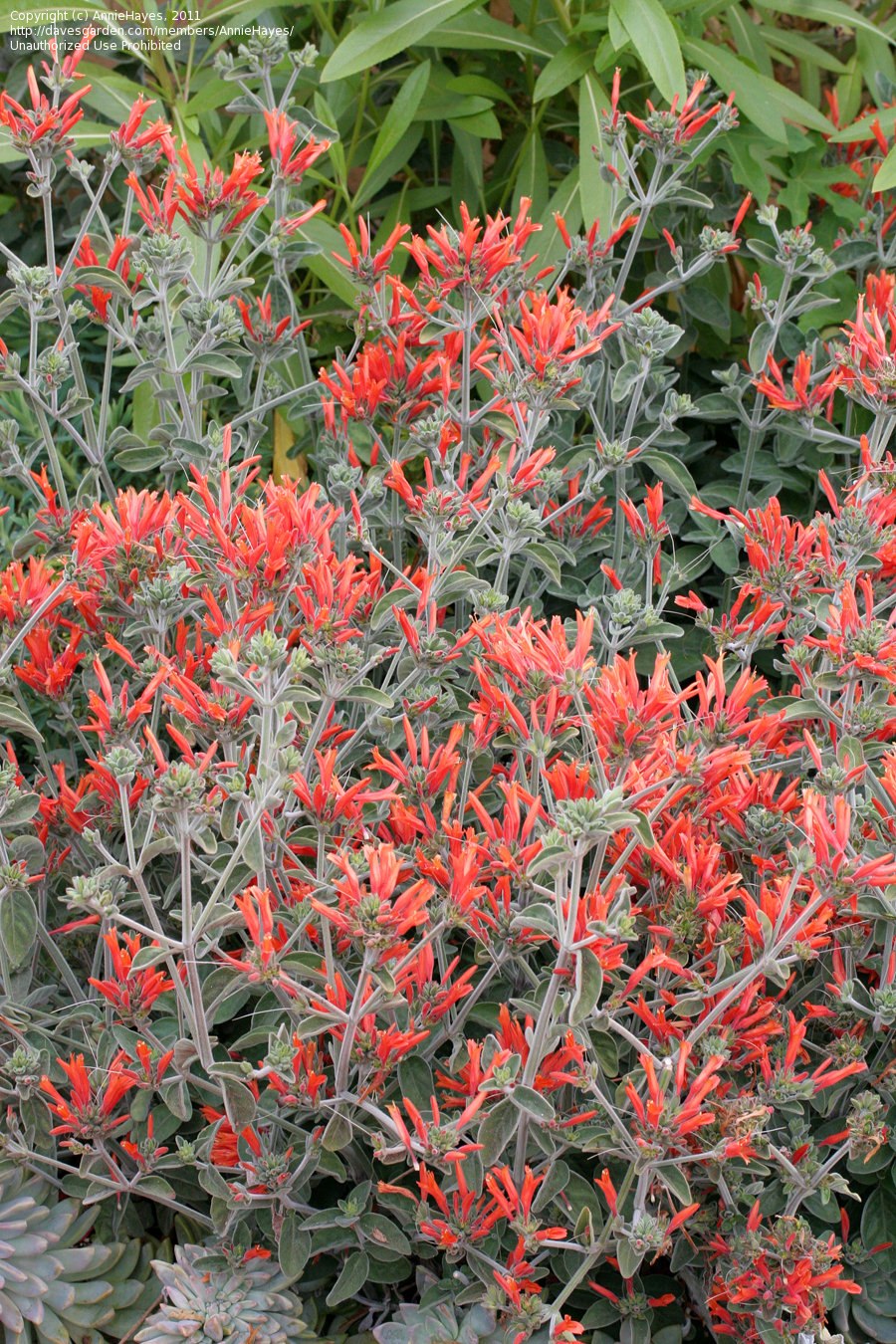 Хамелия отклонённая (Hamelia Patens