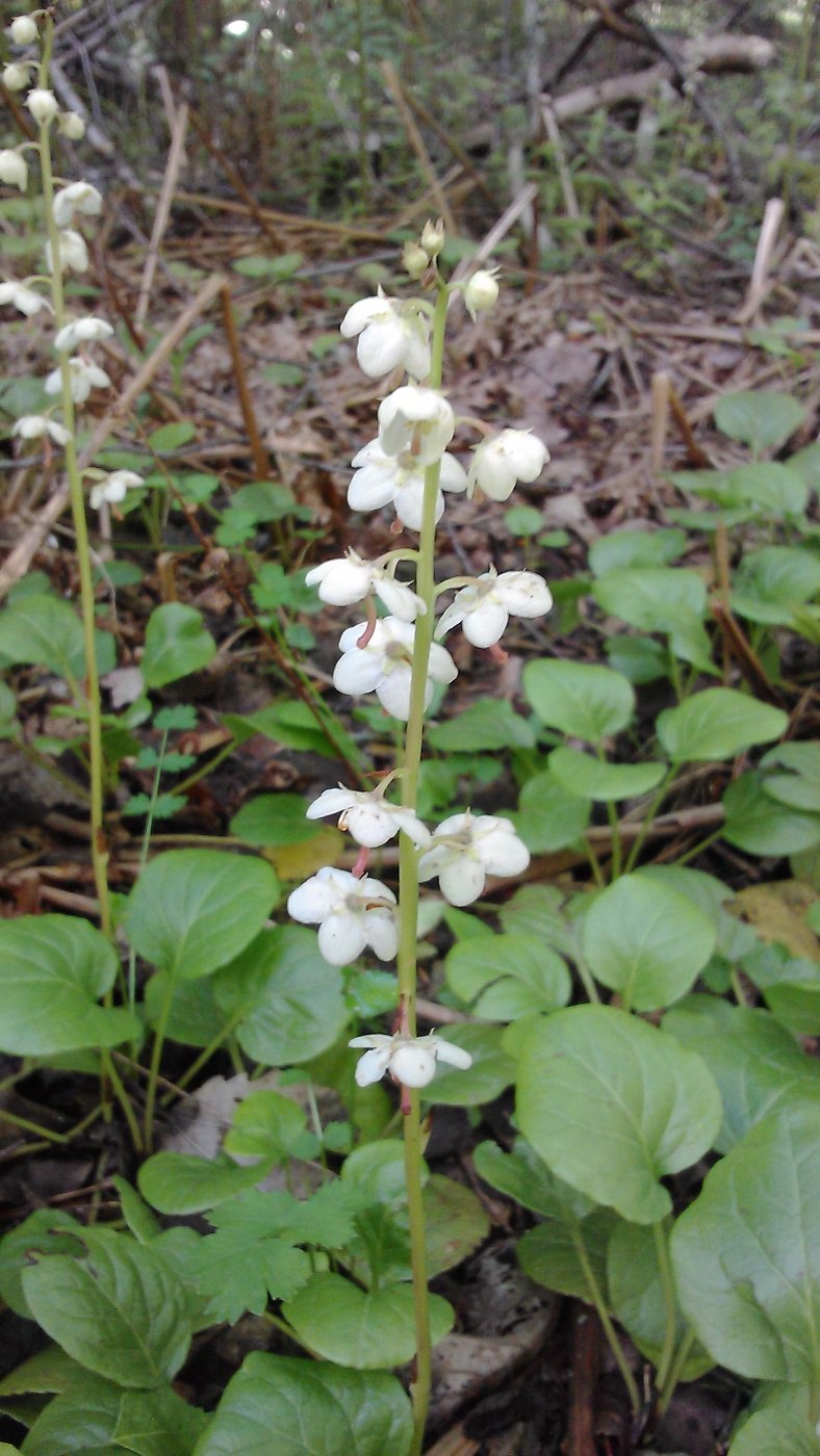 Грушанка круглолистная Pyrola rotundifolia