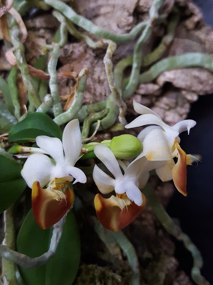 Phalaenopsis lobbii var. Vietnam