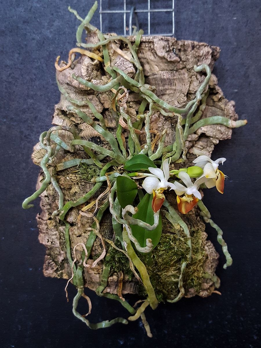 Phalaenopsis parishii