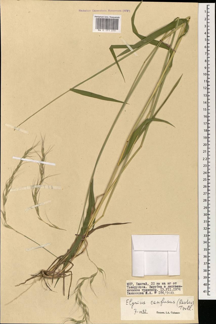 Leymus arenarius (l.) Hochst.