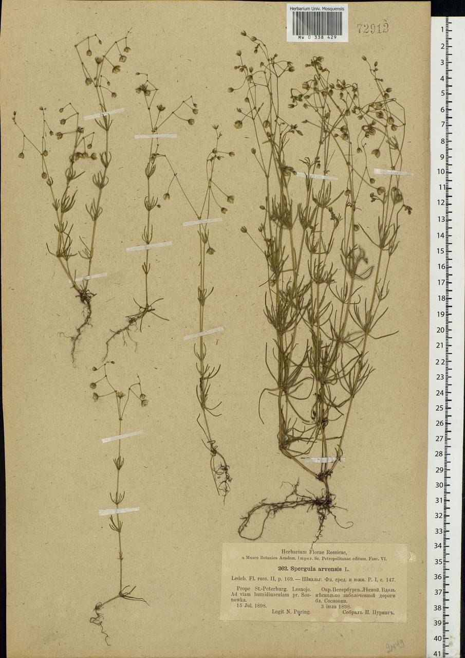 Торица морисона