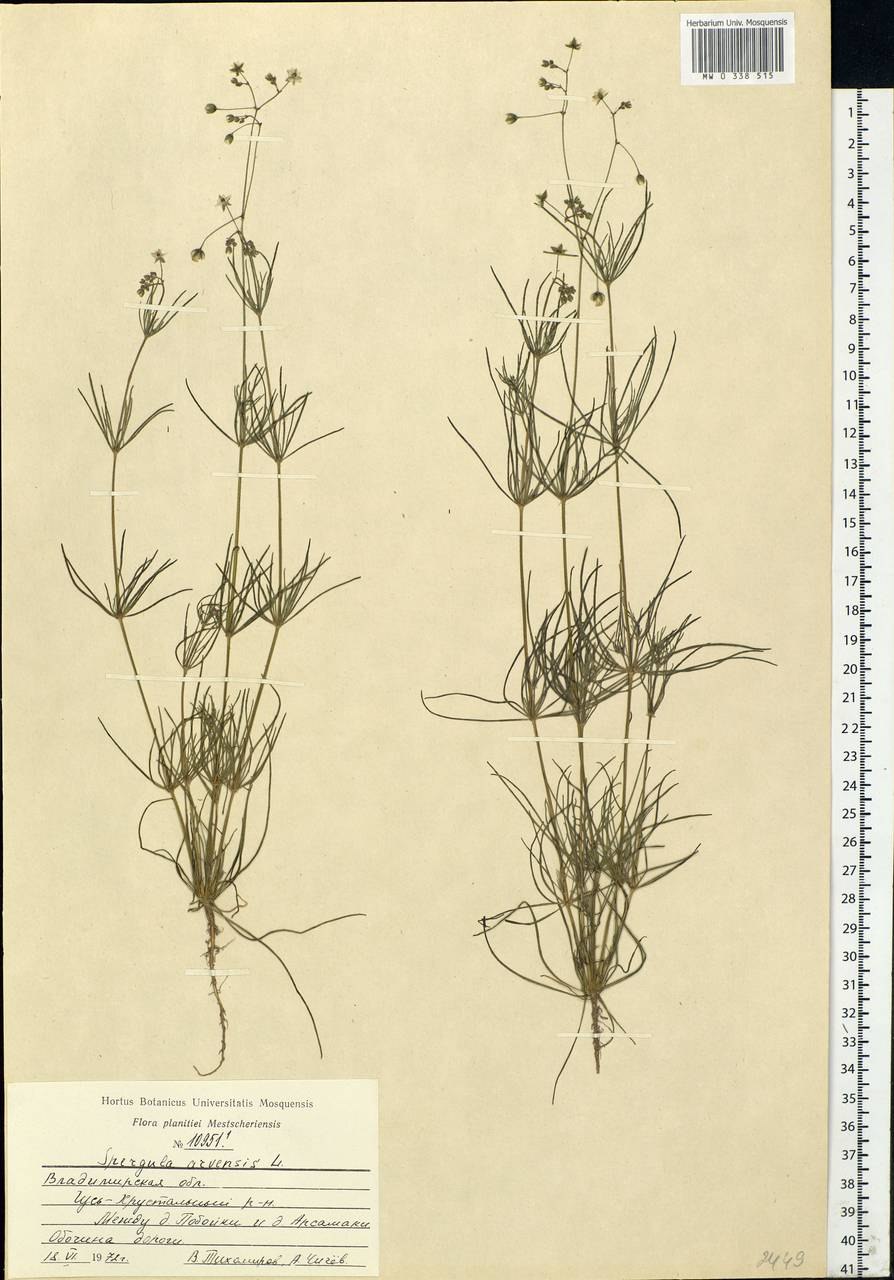 Щебрушка Полевая