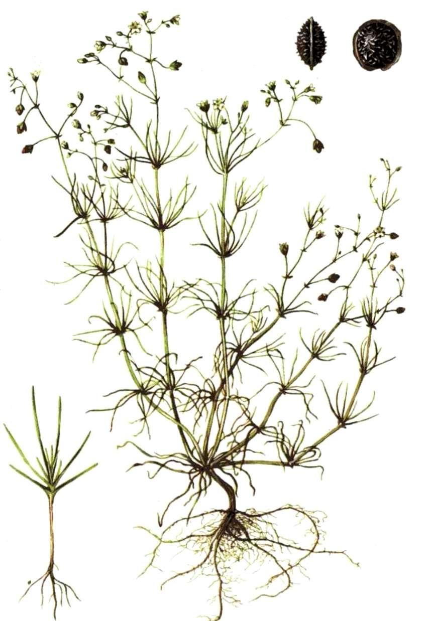 Торица обыкновенная