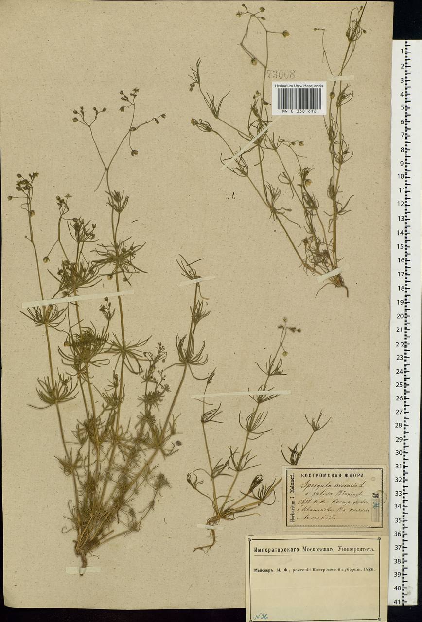 Торица Полевая гербарий