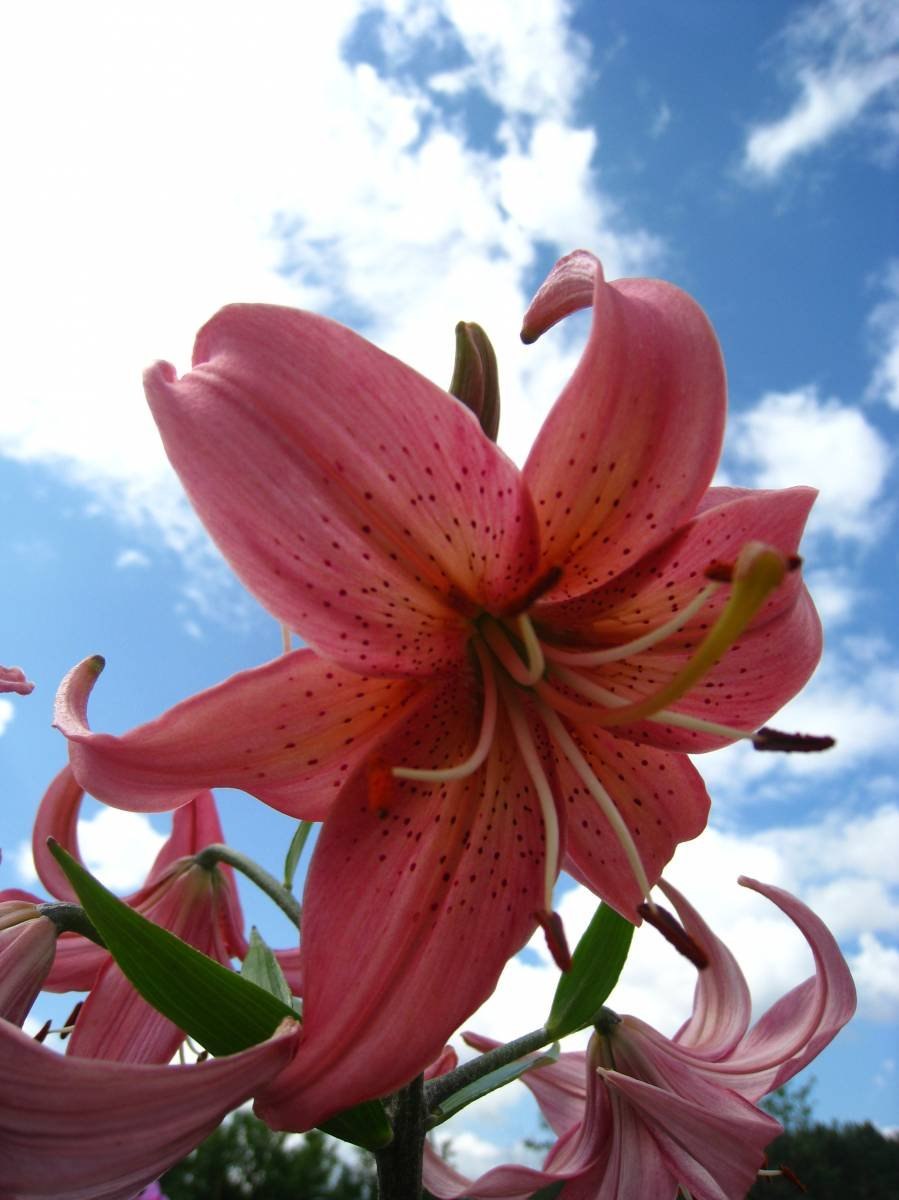 Лилия Генри в ландшафтном дизайне