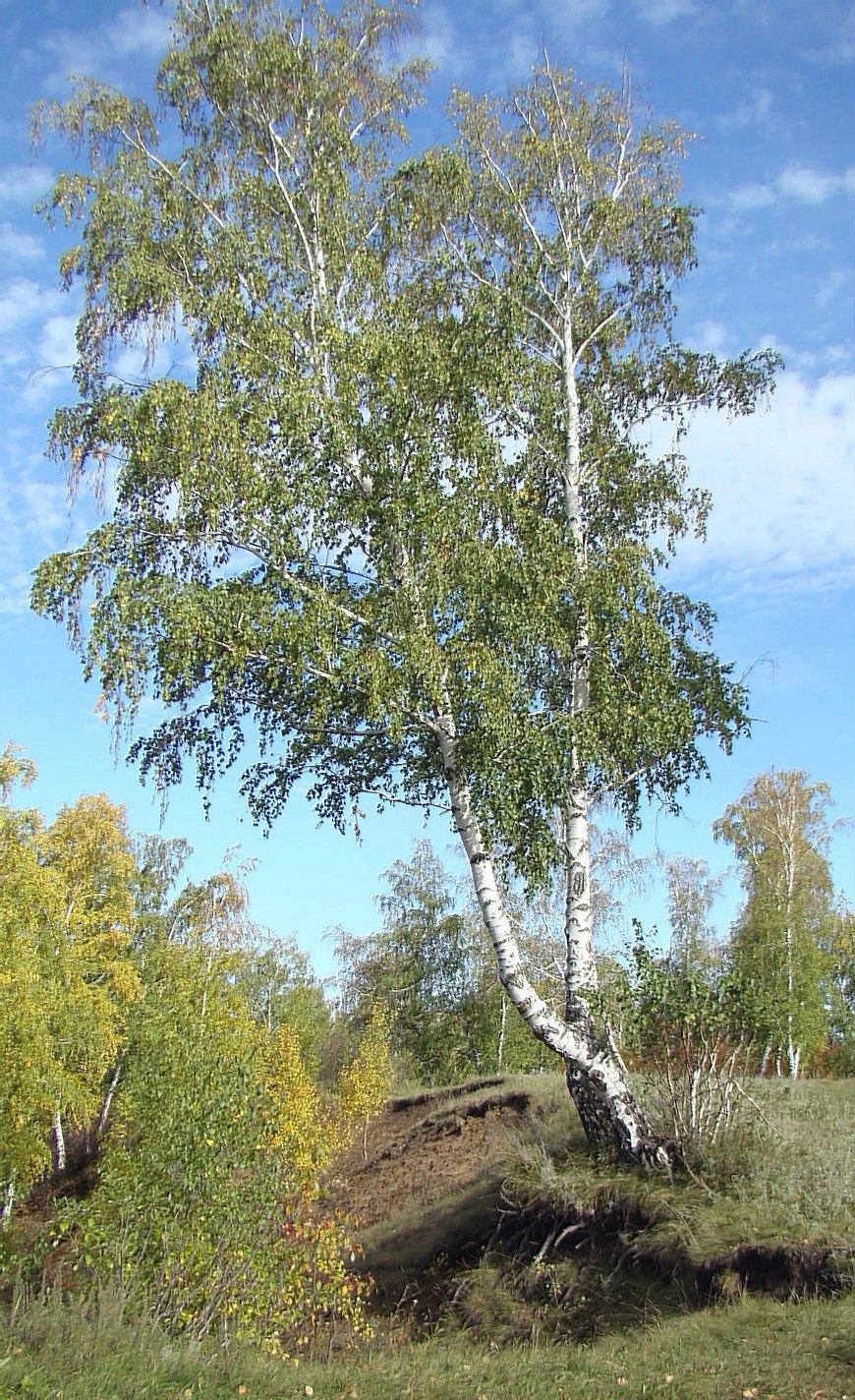 Березовое дерево