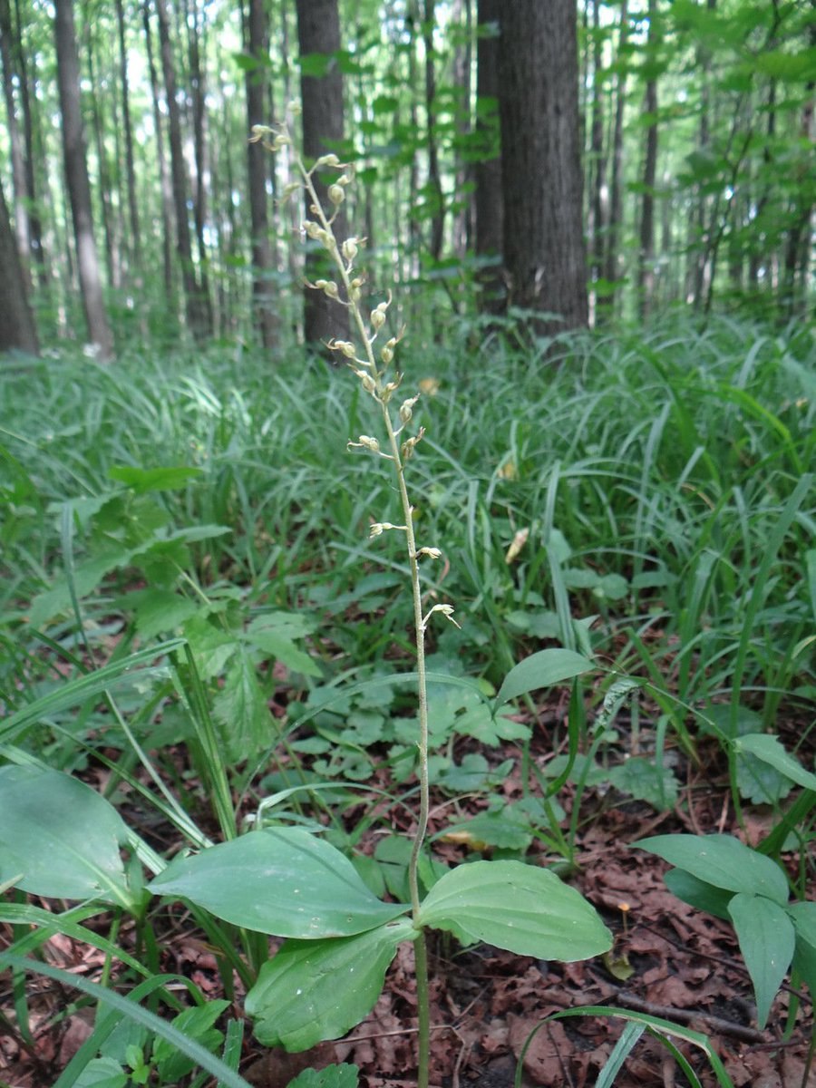 Listera- тайник яйцевидный