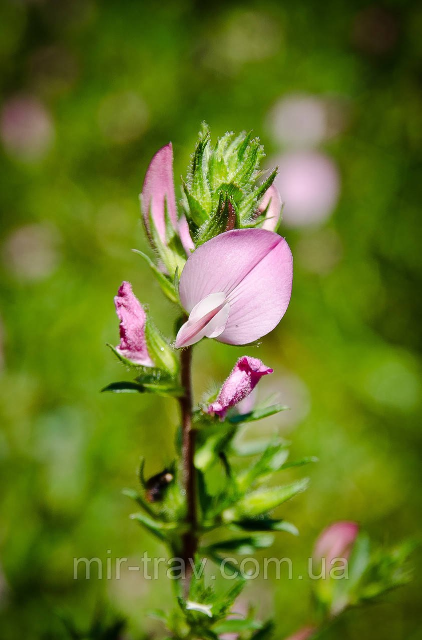 Н.spinosa растения
