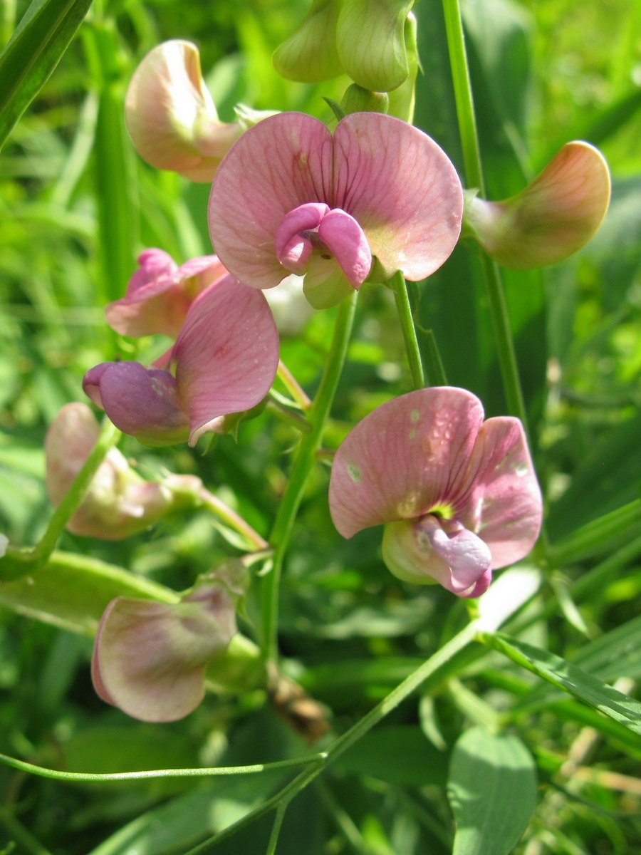 Щебрушка Полевая