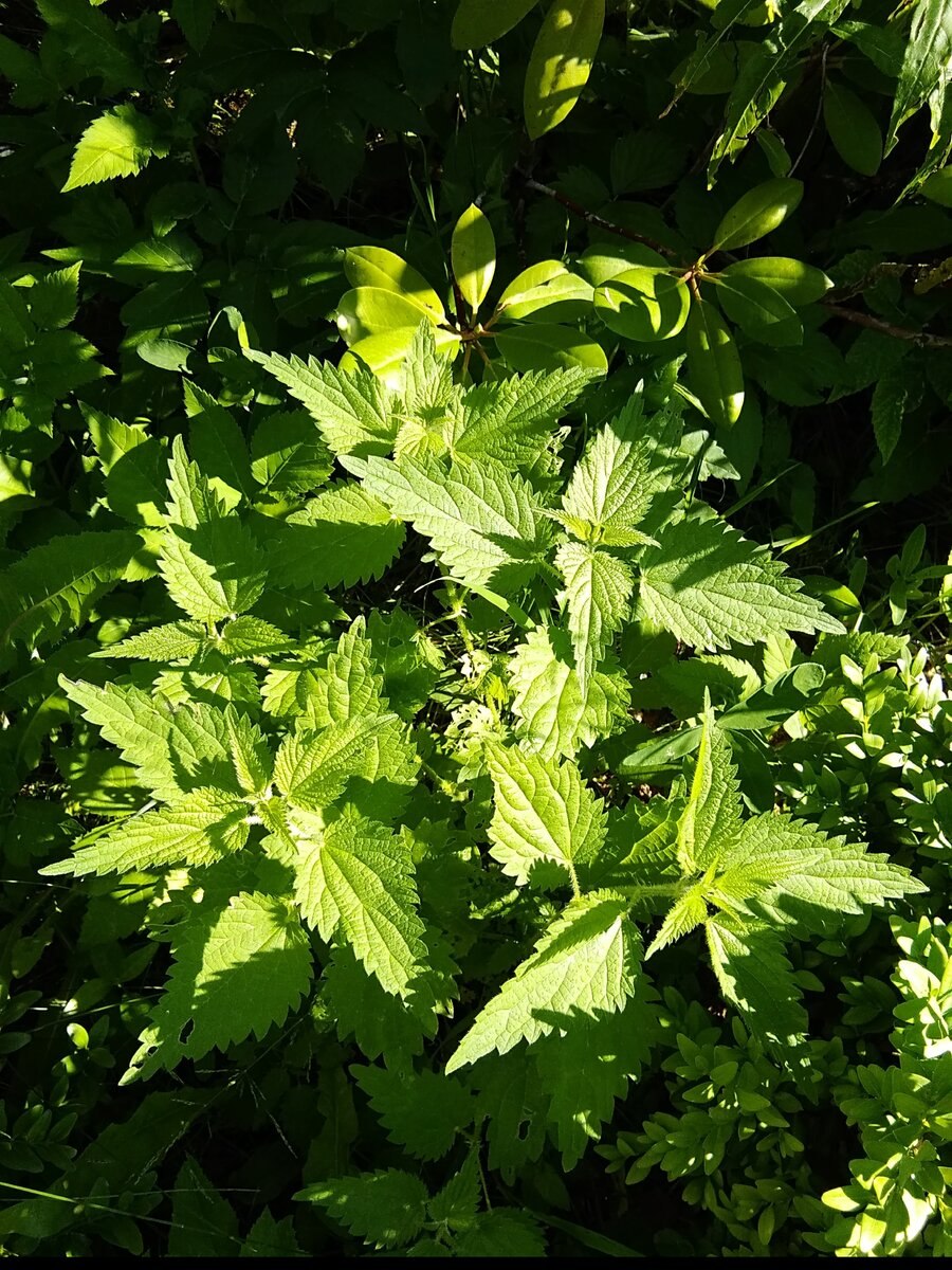 Крапива коноплёвая