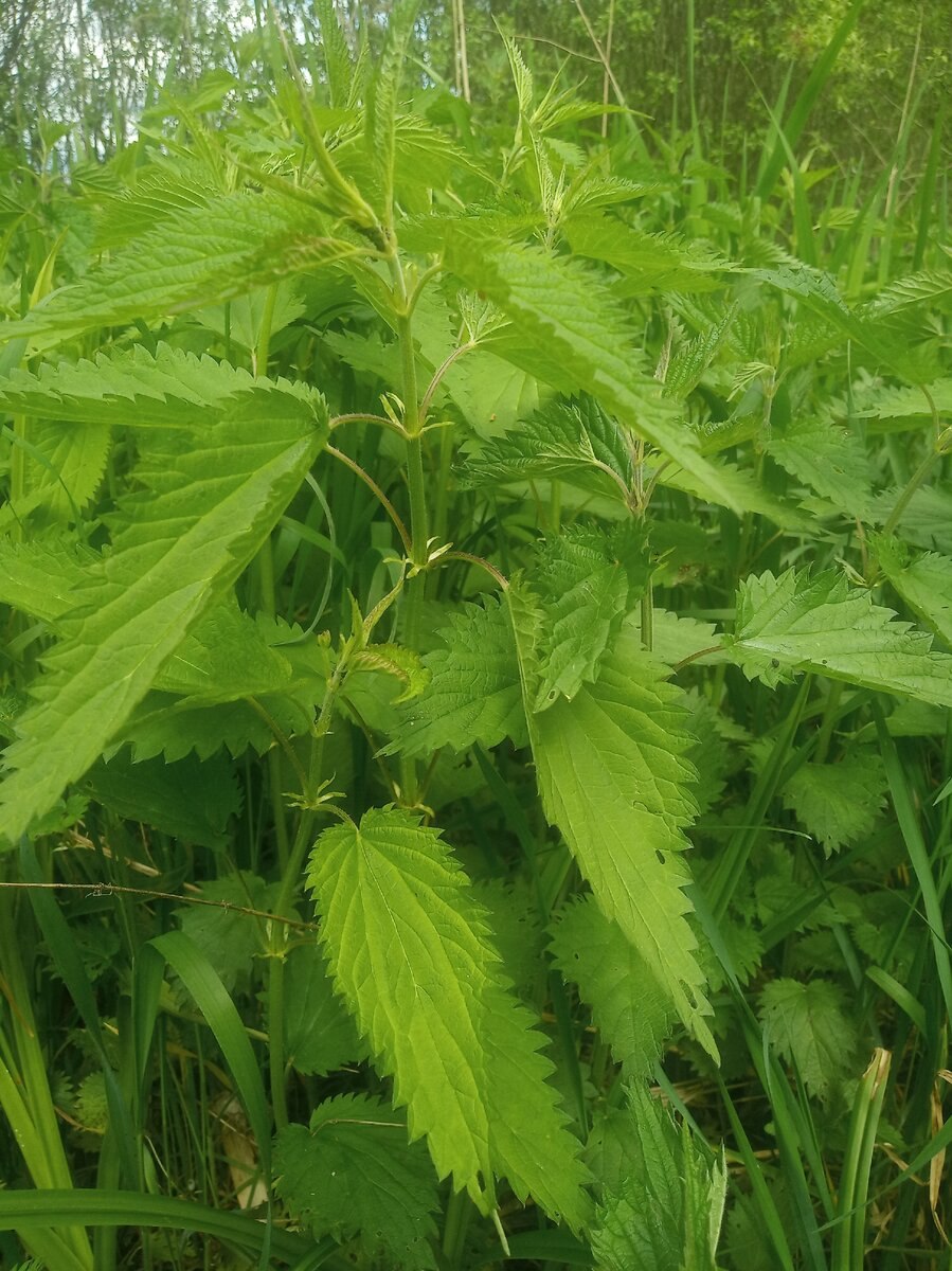 Крапива двудомная