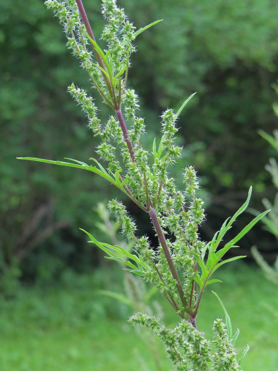 Крапива коноплелистная