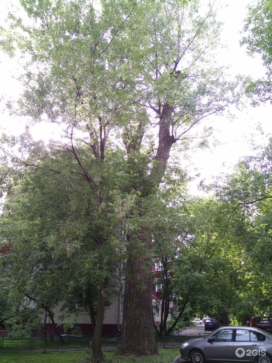 Тополь исполин