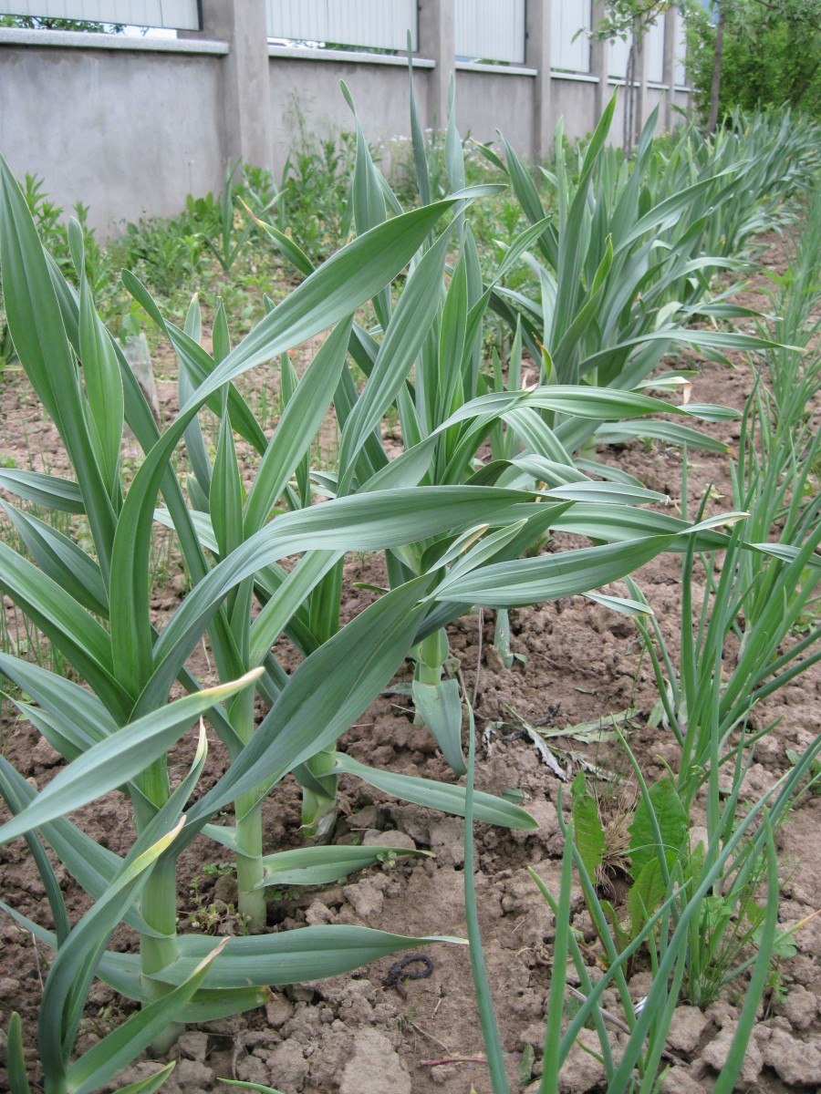 Лук черный растение