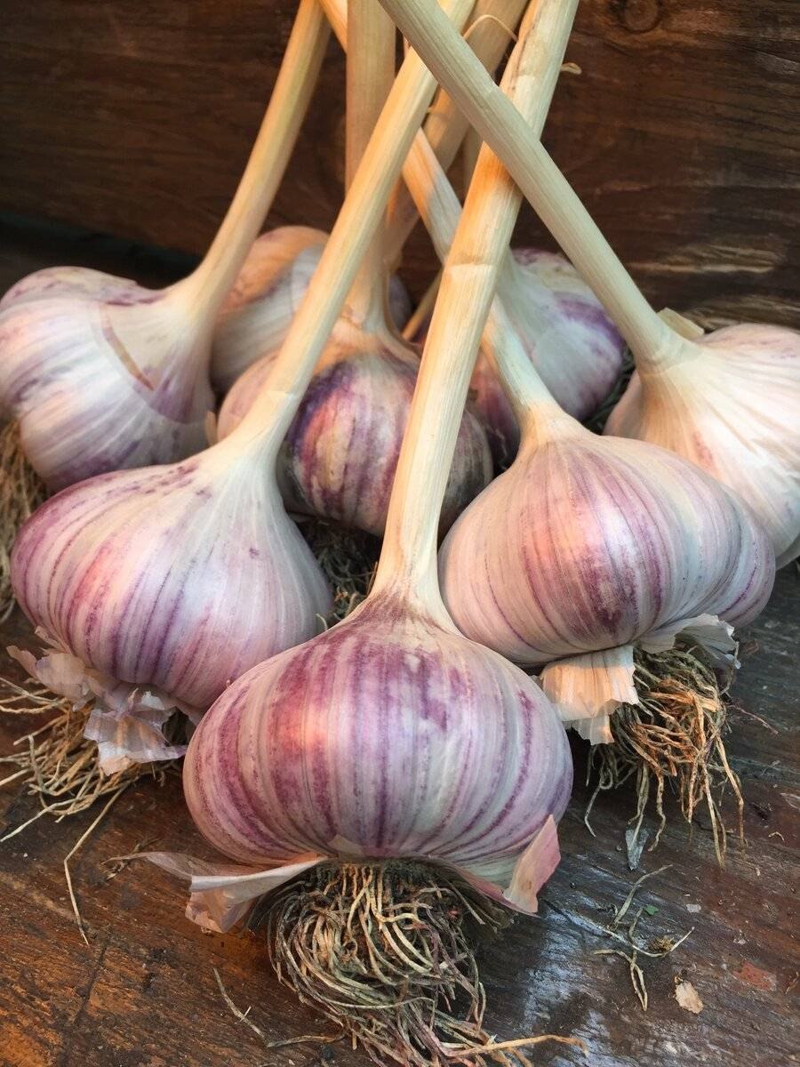 Лук причесночный