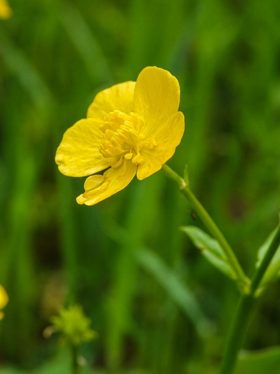 Ranunculus caucasicus