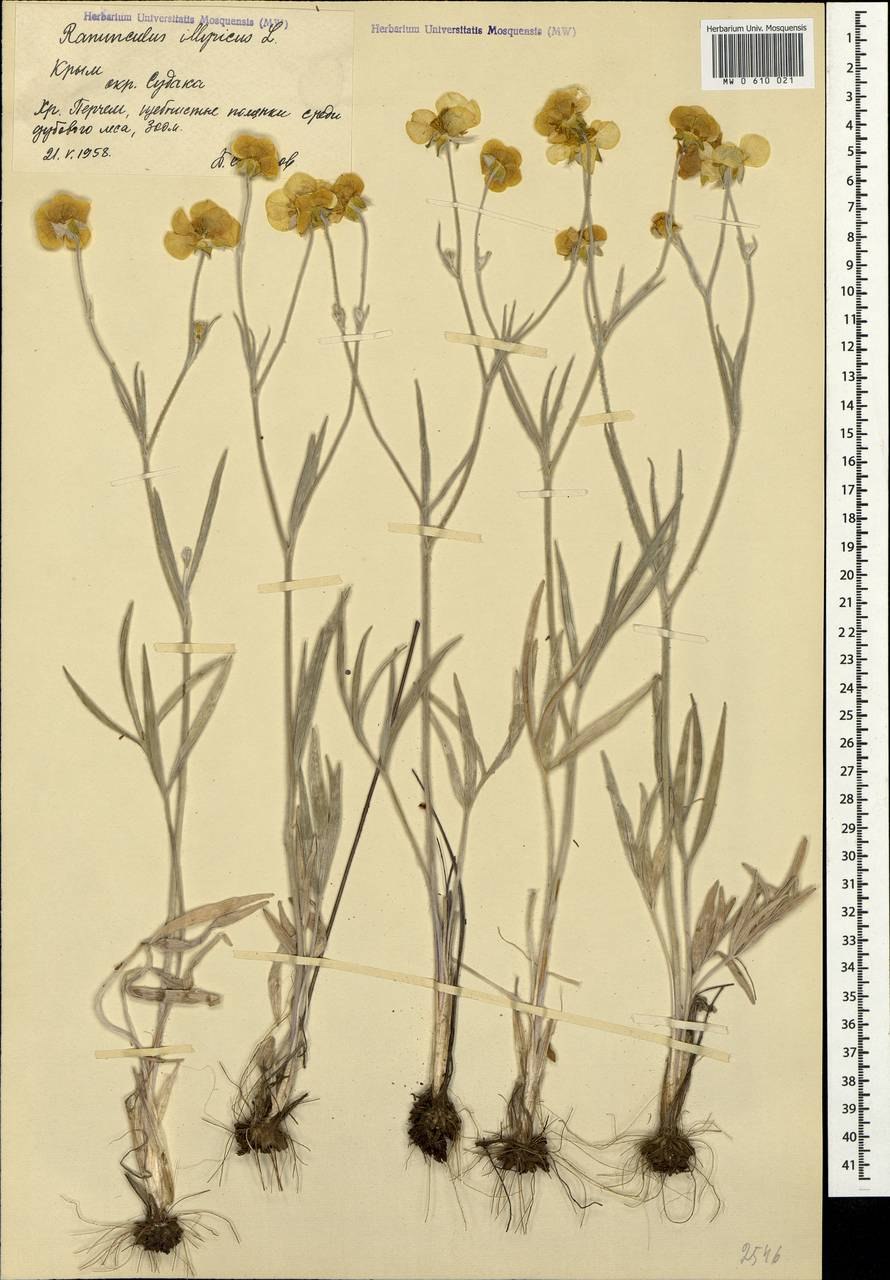 Лютик кавказский