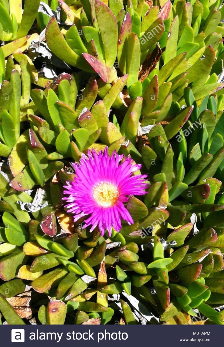 Карпобротус ацинациформис