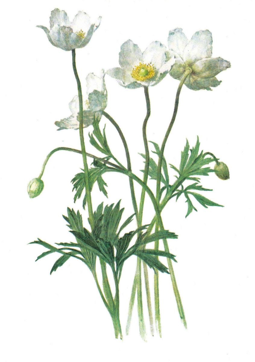 Ветреница Лесная - Anemone Sylvestris l.
