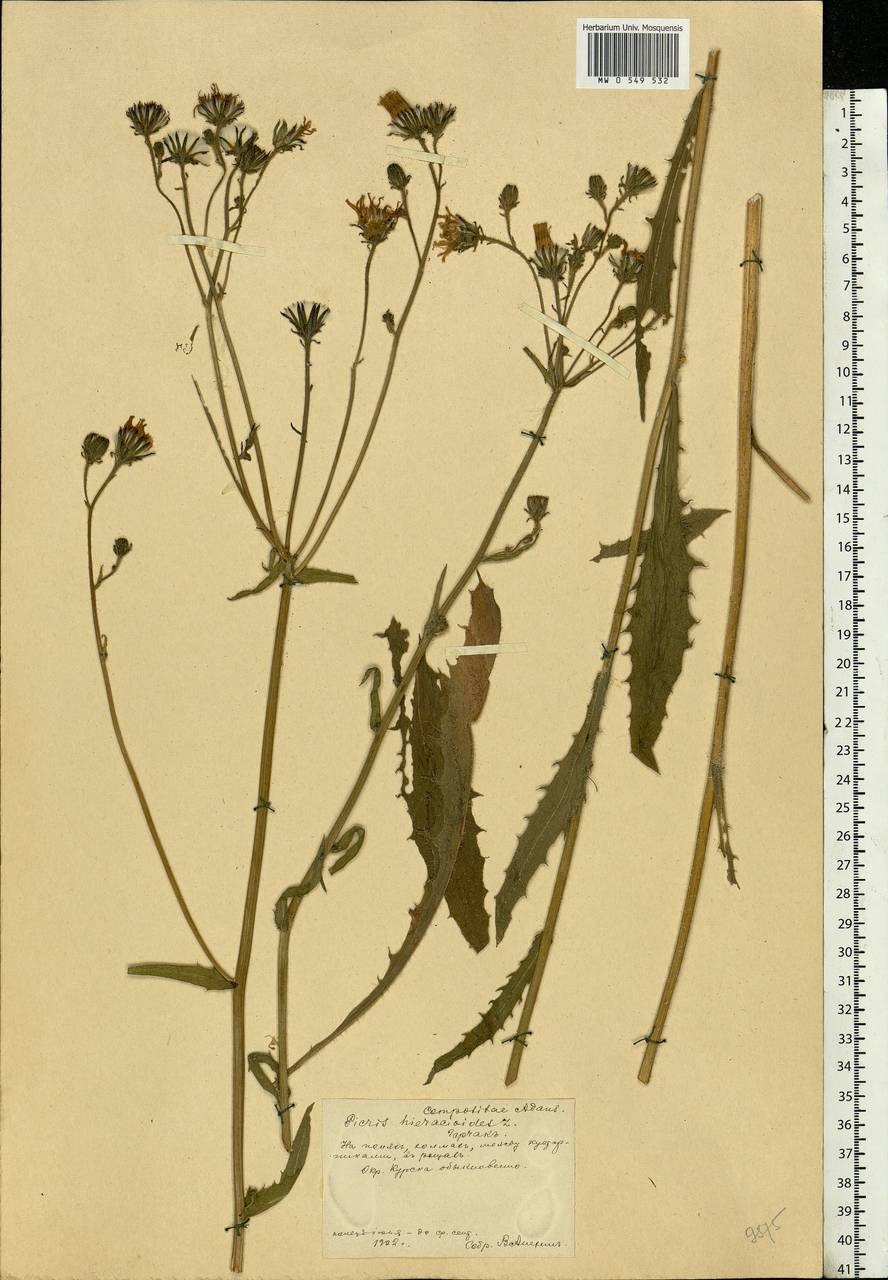 Горлюха ястребинковая